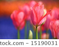Tulip 15190031