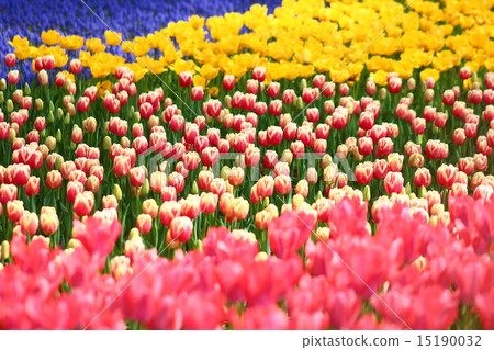 Tulip field Tulip field 15190032