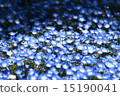 Nemophila 15190041