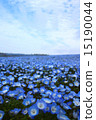 Nemophila 15190044