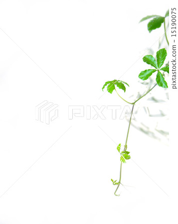 下垂在白色背景的糖杉木一菜 下垂在白色背景的糖杉木一菜 15190075