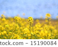 Nanohana Nemophila 15190084