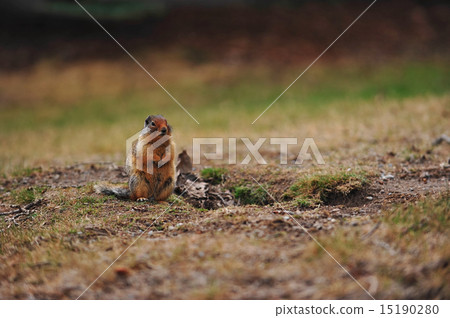 Diris Marmot Diris Marmot 15190280
