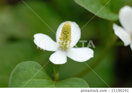 Houttuynia cordata flower 15190291