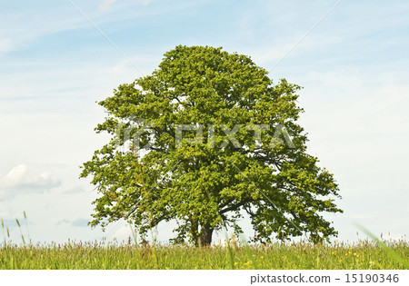 oak in spring 15190346