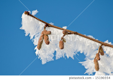 branch with ice crystals 15190354