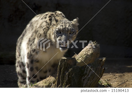 Snow Leopard / Snow leopard 15190413