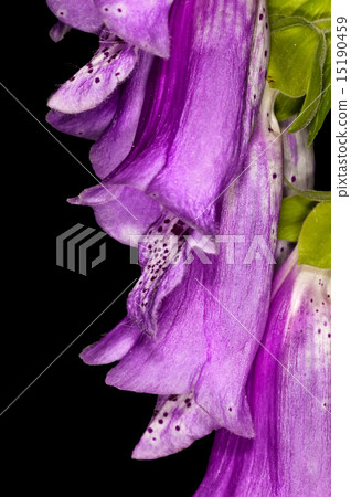 purple foxglove,  medicine plant 15190459
