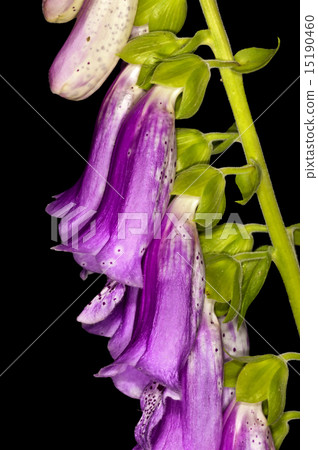purple foxglove,  medicine plant 15190460