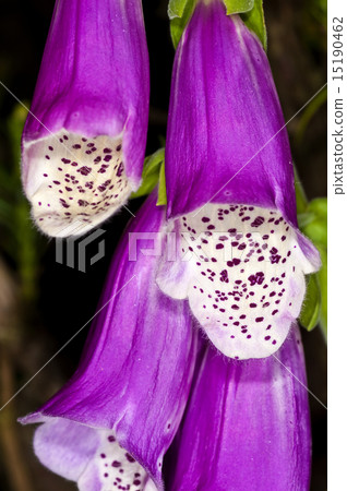 purple foxglove,  medicine plant 15190462