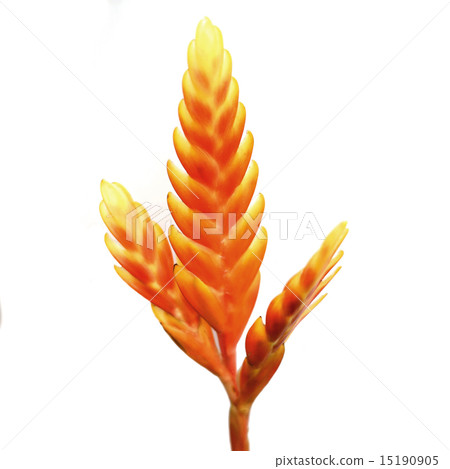 bromeliad or vriesea splendens flower 15190905