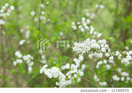 Shimimibana 15190970