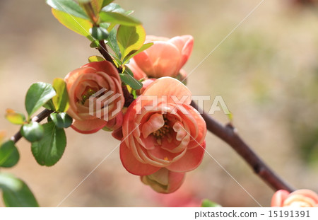 模糊的鮮花 15191391