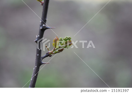 花辣椒 花辣椒 15191397