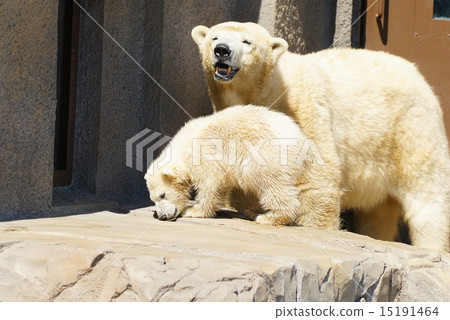 Polar bears at Maruyama zoo Polar bears at Maruyama zoo 15191464