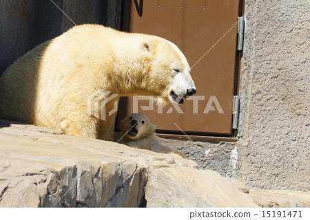Polar bears at Maruyama zoo Polar bears at Maruyama zoo 15191471