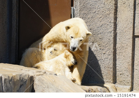 Polar bears at Maruyama zoo 15191474