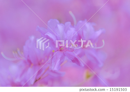 Mitsuba Azalea Mitsuba Azalea 15191503