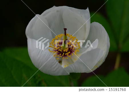 Mountain peony 15191768