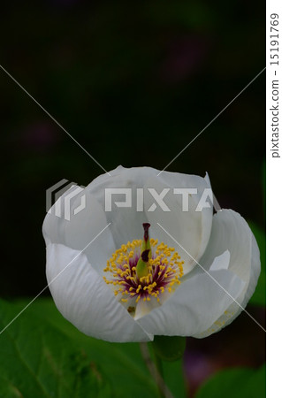 Mountain peony 15191769