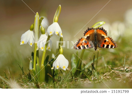 Spring awakening 15191799