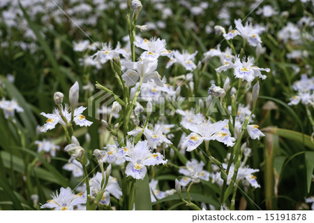 Shigeru花盛開在東京·上野溫泉公園③ 15191878