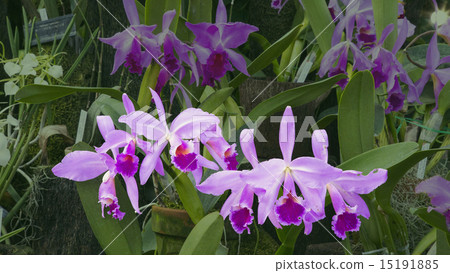 Cattleya 15191885