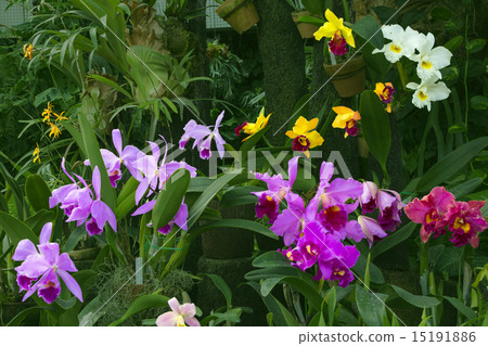 Cattleya 15191886
