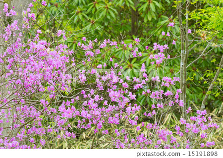 Kobanomitsu azalea Kobanomitsu azalea 15191898