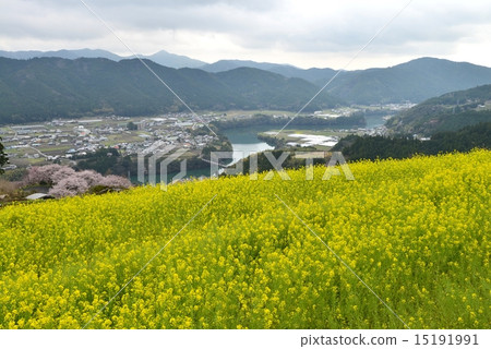 Rape flowers and cherry blossoms and the Mono river (Kochi Kami city) 15191991