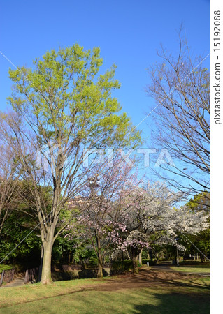 Miyakoza no Miyako in Tsuzuki Ward 15192088