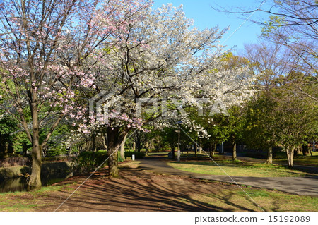 Miyakoza no Miyako in Tsuzuki Ward 15192089