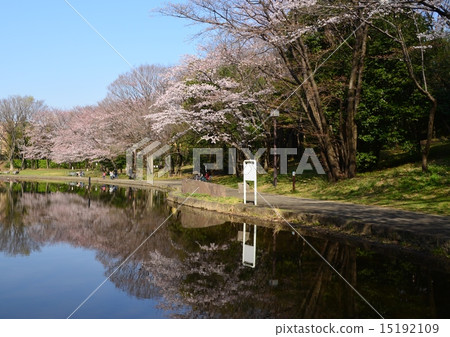 在Seseragi公園的櫻花 在Seseragi公園的櫻花 15192109
