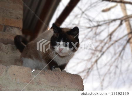 Siamese cat with blue eyes Siamese cat with blue eyes 15192129