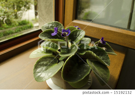 Blooming violets in ceramic pot on the windowsill 15192132