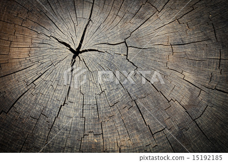 Texture of wood stump Texture of wood stump 15192185