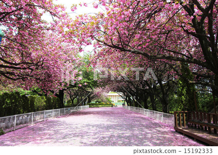 Cherry blossoms of horse thing public garden 15192333