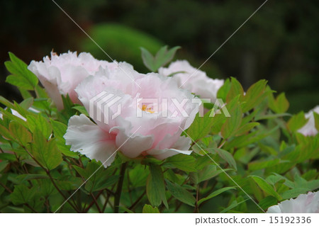 Peony 15192336