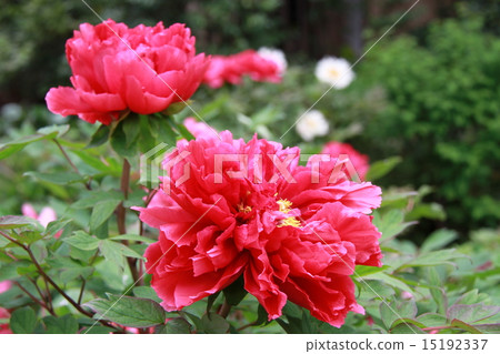 Peony 15192337