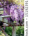 紫藤 15192391