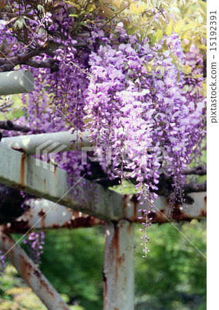 紫藤 15192391