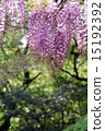 紫藤 15192392