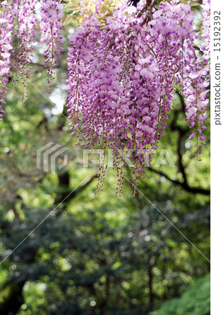 Wisteria 15192392