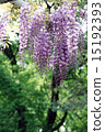 紫藤 15192393