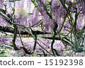 紫藤 15192398