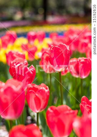 Tulip of the National Showa Memorial Park 15192616