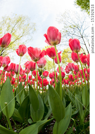 Tulip of the National Showa Memorial Park 15192618