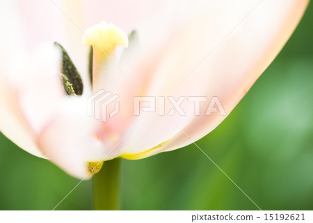 Tulip of the National Showa Memorial Park 15192621