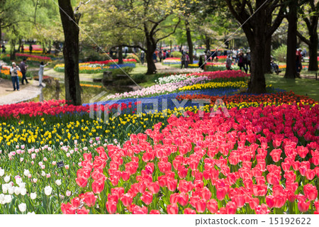 Tulip of the National Showa Memorial Park 15192622