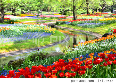 Tulip of the National Showa Memorial Park 15192632